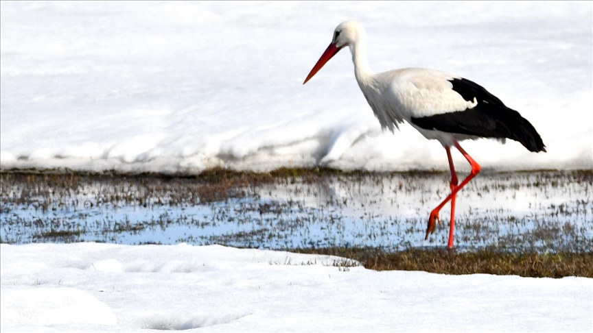 Baharın müjdecisi leylekler Kars'a geldi