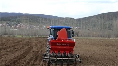 Tokat sarımsağının üretiminin artırılması ve markalaşması için çalışma yürütülüyor 
