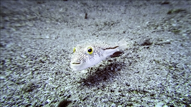 İstilacı türlerle mücadelede yeni düzenlemeler devreye alınıyor