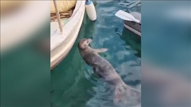 Bodrum'da tekneler arasında yüzen fok ilgi odağı oldu