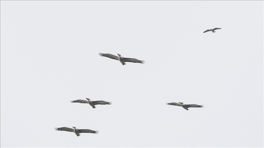 رصد سرب من "البجع الدلماسي" في إغدير التركية