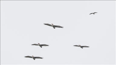 رصد سرب من "البجع الدلماسي" في إغدير التركية