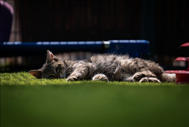 TBMM, yerleşkesindeki kedilere sahip çıktı