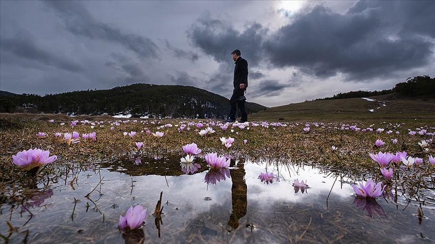 Yozgat'ta havanın ısınmasıyla açan çiçekler doğaya renk kattı