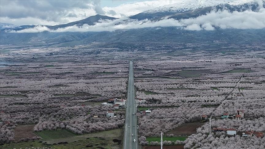 Li Meletiyê, li baxçeyên mişmişan bihar