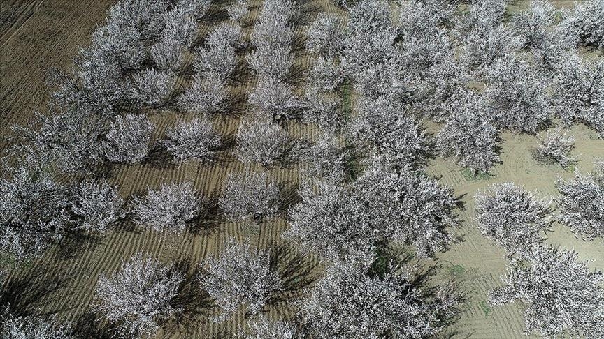 شکوفه‌های زردآلو مالاتیا را سفیدپوش کرد