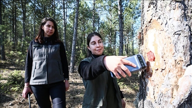 "Türkiye'nin akciğerleri" kadın ormancılara emanet