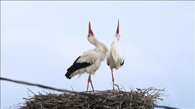 منذ 44 عاما.. لقالق تعود إلى العش نفسه في موش التركية