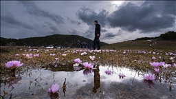 Yozgat'ta havanın ısınmasıyla açan çiçekler doğaya renk kattı