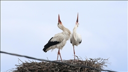 منذ 44 عاما.. لقالق تعود إلى العش نفسه في موش التركية