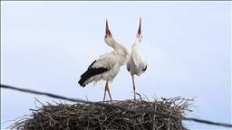Köylülerin özel misafiri leylekler 44 yıldır aynı yuvaya konuyor