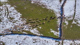 Mevsimsel yağışlar Karacadağ'da besicilerin yüzünü güldürdü