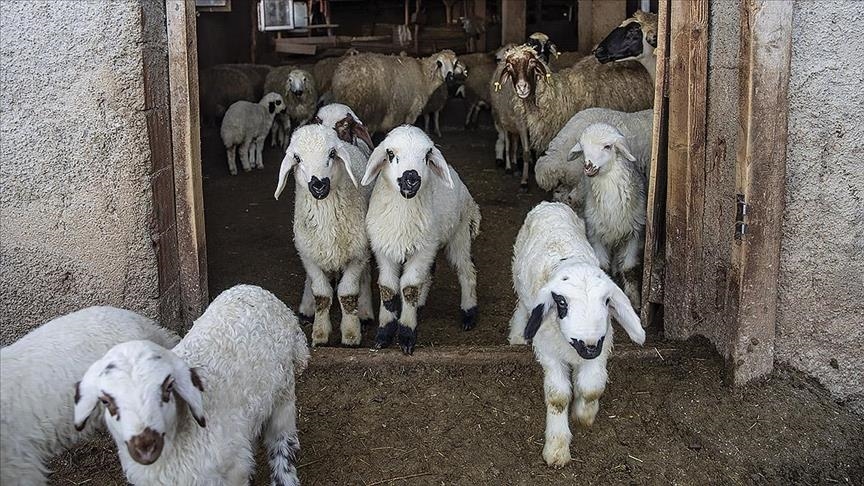 Serî ket pêz û rêncber şev û roj nobetê digirin