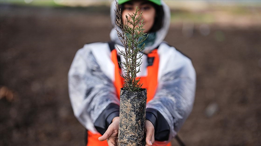 Türkiye'de bu yıl 600 milyon fidanın toprakla buluşturulması hedefleniyor