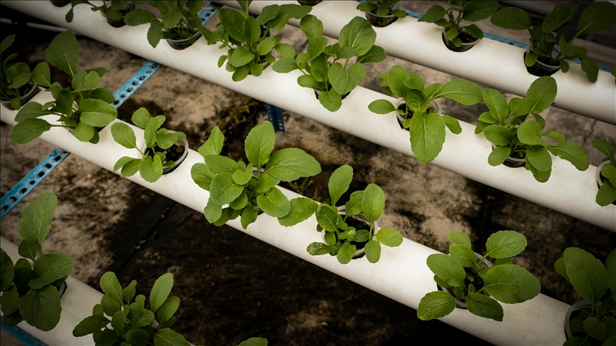 Malaysia introduces AI tools to boost agriculture