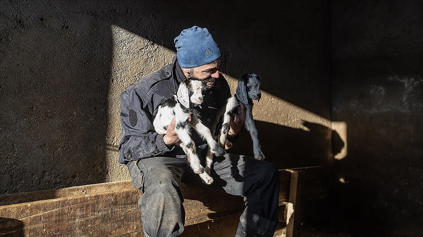 Besiciler kuzu ve oğlak doğumlarında zorlu mücadele veriyor