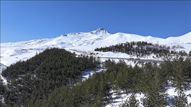 Erciyes'te 15 yılda yaklaşık 7 milyon fidan toprakla buluşturuldu