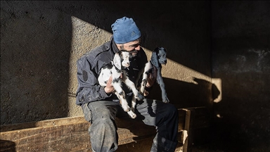 Besiciler kuzu ve oğlak doğumlarında zorlu mücadele veriyor