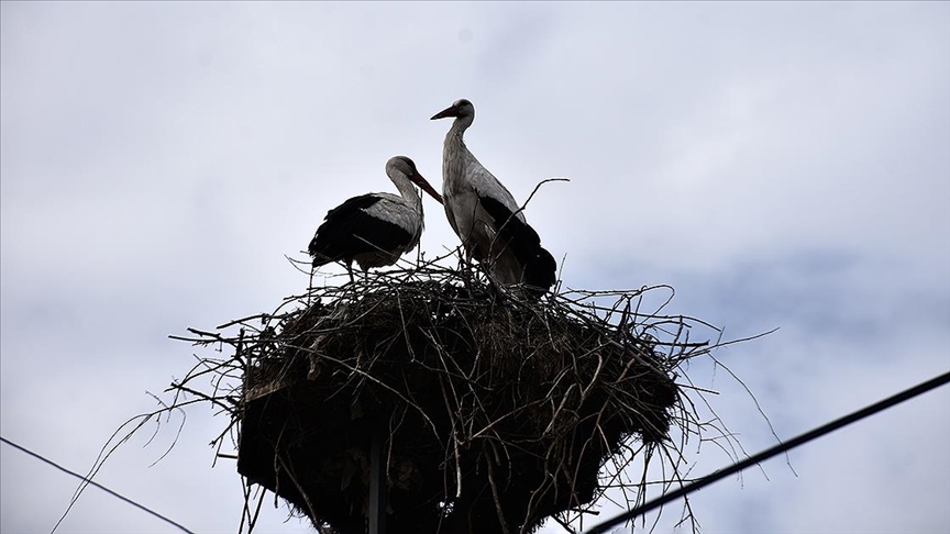 "Baharın habercisi" leylekler Sinop'taki Cuma Ovası'na gelmeye başladı