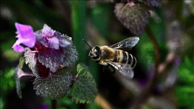 Arıların küresel ısınmadan çok elektromanyetik alanlardan etkilendiği belirlendi