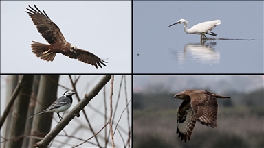 Kızılırmak Deltası Kuş Cenneti baharın gelişiyle hareketlenmeye başladı