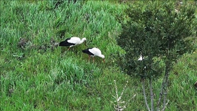 Göç yolundaki leylekler İstanbul'da millet bahçesinde mola verdi