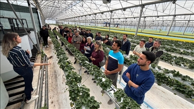 Antalya'da üniversite öğrencileri çilek üretim tesisinde "topraksız tarım"la tanıştı