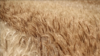 Surexposition au cadmium : L’Agence nationale de sécurité sanitaire presse le gouvernement français d’agir