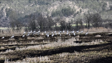 Göç yolundaki turnalar Sinop’taki Cuma Ovası'nda görüntülendi