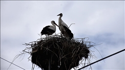"Baharın habercisi" leylekler Sinop'taki Cuma Ovası'na gelmeye başladı