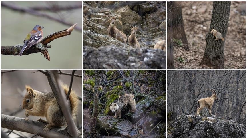 Gelek cisnên heywanên beyanî li çil û çiya û her wiha devî û daristanên Geliyê Munzurê dihêwirin