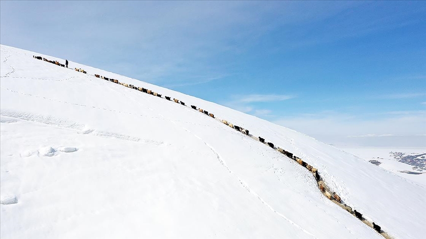 Ağrı'da küçükbaş hayvanların karlı dağlarda "tek sıra" beslenme yolculuğu