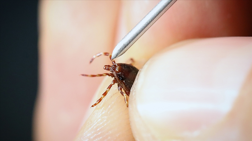 "Yoğun yağışla geçen kış mevsimi kene popülasyonunu artırabilir" uyarısı