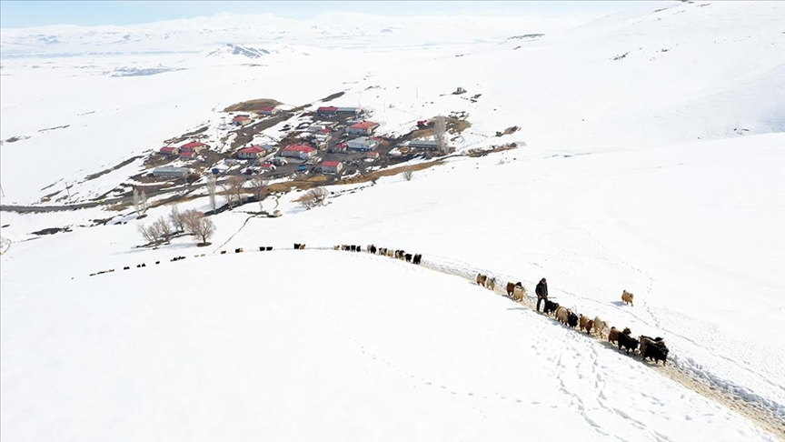 Li Agiriyê pezê ku şîş dibe û diçe ser dirûngeyê