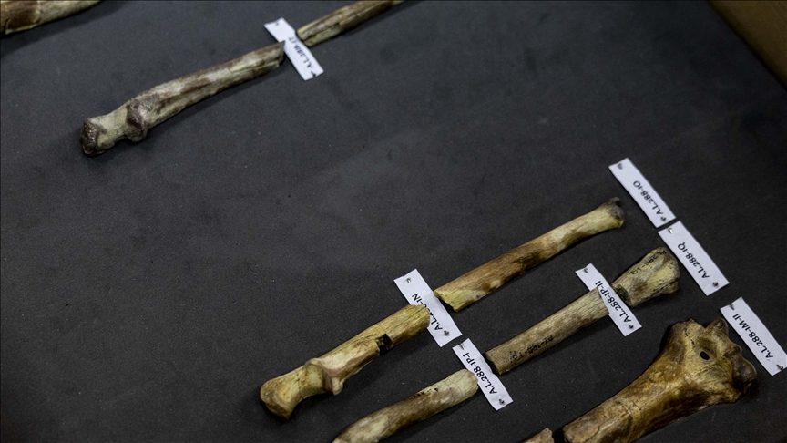 Skeleton found in Netherlands may belong to Three Musketeers hero d’Artagnan