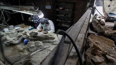 Fossils reveal climate-driven extinctions in ancient New Zealand ecosystem