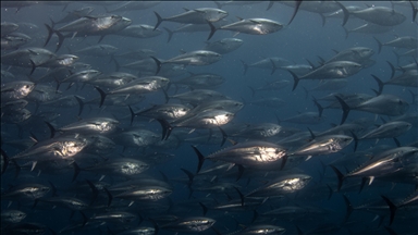 Orkinos avcılığında mevcut sistem sektörün de talebiyle devam edecek
