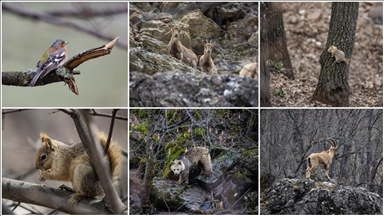 Gelek cisnên heywanên beyanî li çil û çiya û her wiha devî û daristanên Geliyê Munzurê dihêwirin