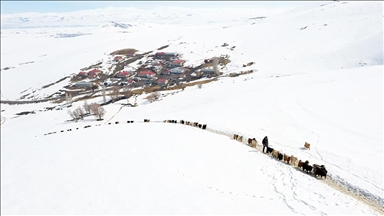 Li Agiriyê pezê ku şîş dibe û diçe ser dirûngeyê