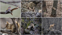 Gelek cisnên heywanên beyanî li çil û çiya û her wiha devî û daristanên Geliyê Munzurê dihêwirin