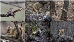 Dağ ve ormanlarla kaplı Munzur Vadisi birçok yaban hayvanına ev sahipliği yapıyor