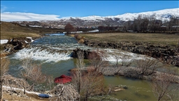 Artan yağışlar "Van Gölü'nün incileri"nin üreme dönemini sorunsuz geçirmesini sağlayacak