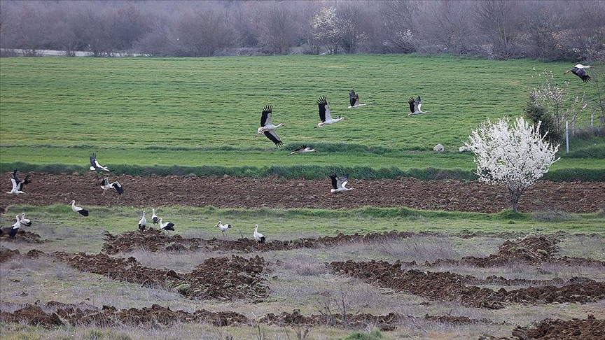Göç yolundaki leylekler Kırklareli'nde mola verdi