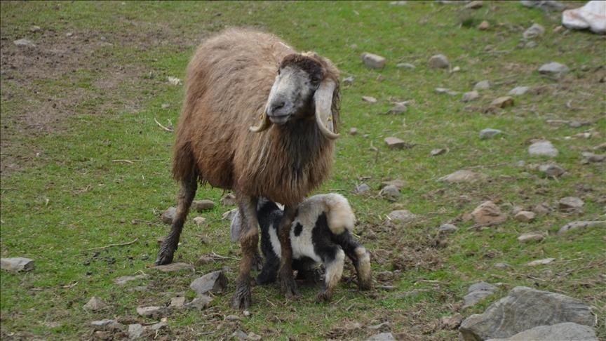 Li Mûşê karê zivistanê yê ajeldaran berdewam e