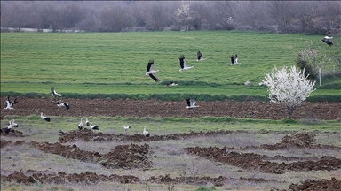 Göç yolundaki leylekler Kırklareli'nde mola verdi