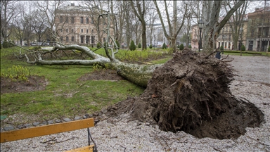 Era e fortë rrëzon pemë në Zagreb, pezullohet mësimi në shkolla