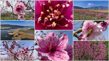 İzmir'de pembe çiçek açan şeftali ağaçları bahçelere renk kattı