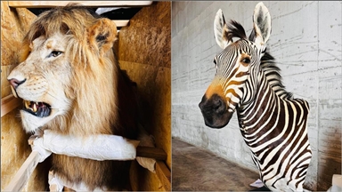 Tarım ve Orman Bakanlığı yaban hayvanı trofeleri bulunan 19 kargoya el koydu