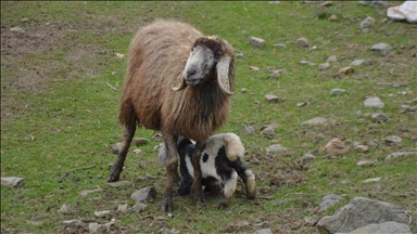 Li Mûşê karê zivistanê yê ajeldaran berdewam e