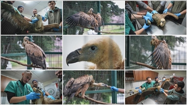 Yaralı bulunan kızıl akbaba Bursa'da yeniden uçmaya hazırlanıyor